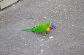 Lorikeet(インコ)