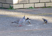 Crested Pigeon(冠鳩) 