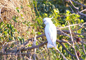 Cockatoo(白いオウム）